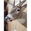 Image 5 : 4x4 Whitetail Shoulder Mount Taxidermy