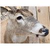 Image 6 : 4x4 Whitetail Shoulder Mount Taxidermy