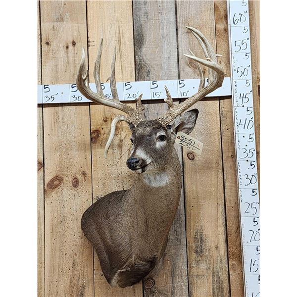 Gorgeous Wild Main Frame 6x6 Whitetail Shoulder Mount Taxidermy