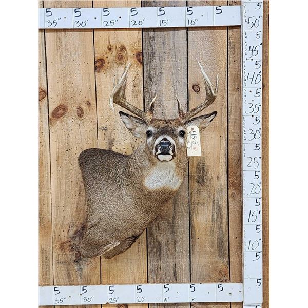 Mini Monster 6x5 Wild Whitetail Shoulder Mount Taxidermy