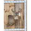 Image 1 : Mini Monster 6x5 Wild Whitetail Shoulder Mount Taxidermy
