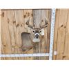 Image 2 : Mini Monster 6x5 Wild Whitetail Shoulder Mount Taxidermy