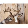 Image 3 : Mini Monster 6x5 Wild Whitetail Shoulder Mount Taxidermy
