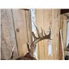 Image 4 : Mini Monster 6x5 Wild Whitetail Shoulder Mount Taxidermy