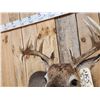 Image 5 : Mini Monster 6x5 Wild Whitetail Shoulder Mount Taxidermy