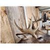 Image 6 : Mini Monster 6x5 Wild Whitetail Shoulder Mount Taxidermy