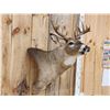Image 7 : Mini Monster 6x5 Wild Whitetail Shoulder Mount Taxidermy