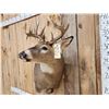 Image 8 : Mini Monster 6x5 Wild Whitetail Shoulder Mount Taxidermy