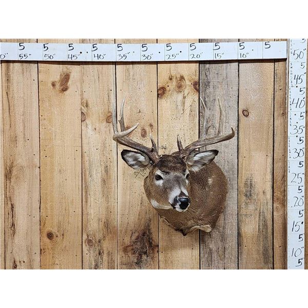 4x4 Whitetail Shoulder Mount Taxidermy