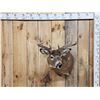 Image 1 : 4x4 Whitetail Shoulder Mount Taxidermy