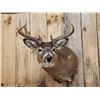 Image 2 : 4x4 Whitetail Shoulder Mount Taxidermy