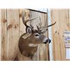 Image 3 : 4x4 Whitetail Shoulder Mount Taxidermy