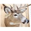 Image 4 : 4x4 Whitetail Shoulder Mount Taxidermy