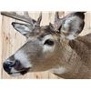 Image 5 : 4x4 Whitetail Shoulder Mount Taxidermy