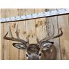 Image 6 : 4x4 Whitetail Shoulder Mount Taxidermy
