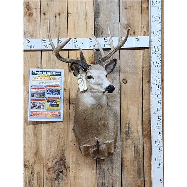Main Frame 5x5 Whitetail Shoulder Mount Taxidermy
