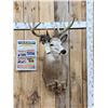 Image 1 : Main Frame 5x5 Whitetail Shoulder Mount Taxidermy
