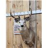 Image 2 : Main Frame 5x5 Whitetail Shoulder Mount Taxidermy