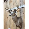 Image 3 : Main Frame 5x5 Whitetail Shoulder Mount Taxidermy