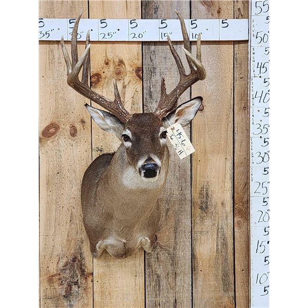 Extra Nice Wild 5x5 Whitetail Shoulder Mount Taxidermy