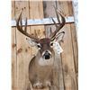 Image 2 : Extra Nice Wild 5x5 Whitetail Shoulder Mount Taxidermy