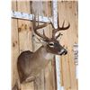 Image 3 : Extra Nice Wild 5x5 Whitetail Shoulder Mount Taxidermy