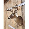 Image 4 : Extra Nice Wild 5x5 Whitetail Shoulder Mount Taxidermy