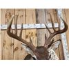 Image 5 : Extra Nice Wild 5x5 Whitetail Shoulder Mount Taxidermy