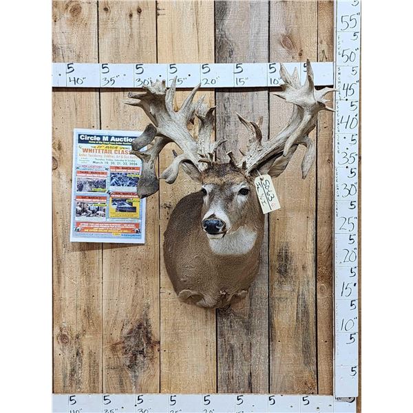 Monster 300 Class Whitetail Shoulder Mount Taxidermy