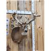 Image 2 : Monster 300 Class Whitetail Shoulder Mount Taxidermy