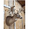 Image 3 : Monster 300 Class Whitetail Shoulder Mount Taxidermy