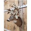Image 4 : Monster 300 Class Whitetail Shoulder Mount Taxidermy