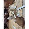 Image 5 : Monster 300 Class Whitetail Shoulder Mount Taxidermy