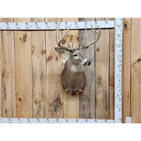 5x5 Whitetail Shoulder Mount Taxidermy