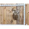 Image 1 : 5x5 Whitetail Shoulder Mount Taxidermy