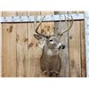 Image 2 : 5x5 Whitetail Shoulder Mount Taxidermy