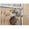 Image 3 : 5x5 Whitetail Shoulder Mount Taxidermy