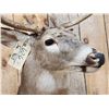 Image 4 : 5x5 Whitetail Shoulder Mount Taxidermy