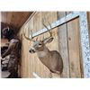 Image 5 : 5x5 Whitetail Shoulder Mount Taxidermy