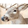 Image 6 : 5x5 Whitetail Shoulder Mount Taxidermy