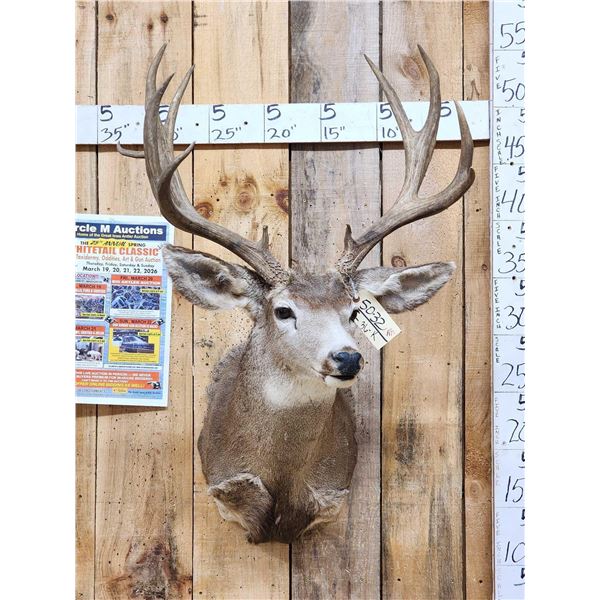 Main Frame 5x5 Mule Deer Shoulder Mount Taxidermy