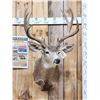 Image 1 : Main Frame 5x5 Mule Deer Shoulder Mount Taxidermy
