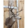 Image 2 : Main Frame 5x5 Mule Deer Shoulder Mount Taxidermy