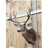 Image 3 : Main Frame 5x5 Mule Deer Shoulder Mount Taxidermy
