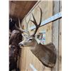 Image 4 : Main Frame 5x5 Mule Deer Shoulder Mount Taxidermy