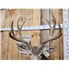 Image 5 : Main Frame 5x5 Mule Deer Shoulder Mount Taxidermy