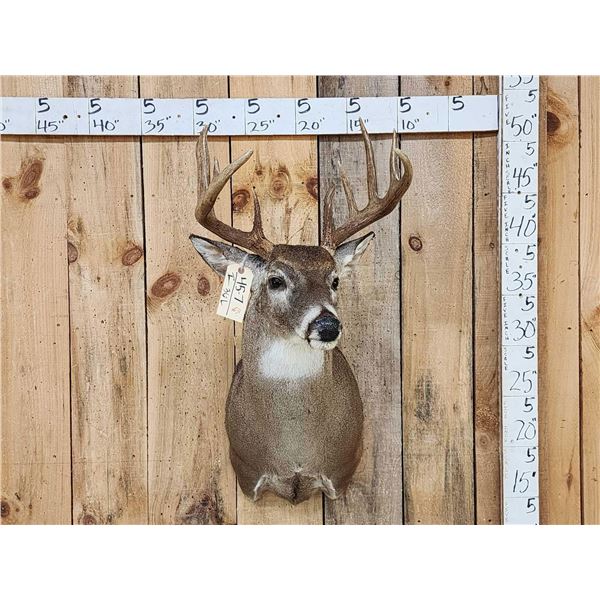 Nice 5x5 Whitetail Shoulder Mount Taxidermy