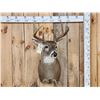 Image 1 : Nice 5x5 Whitetail Shoulder Mount Taxidermy