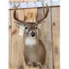 Image 2 : Nice 5x5 Whitetail Shoulder Mount Taxidermy