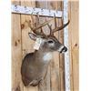 Image 3 : Nice 5x5 Whitetail Shoulder Mount Taxidermy